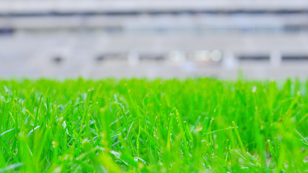 Natural turf, pitch, grass, sports